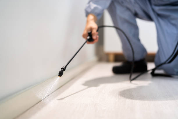 Bed Bug Pre-Treatment Preparation Assessment in Gosport