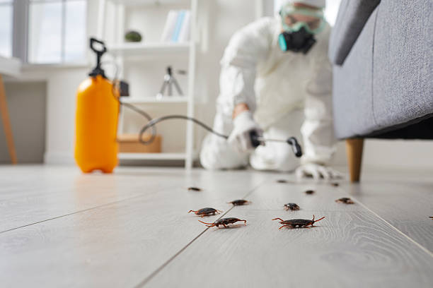 Post-Treatment Bed Bug Interceptor Monitoring in Gosport